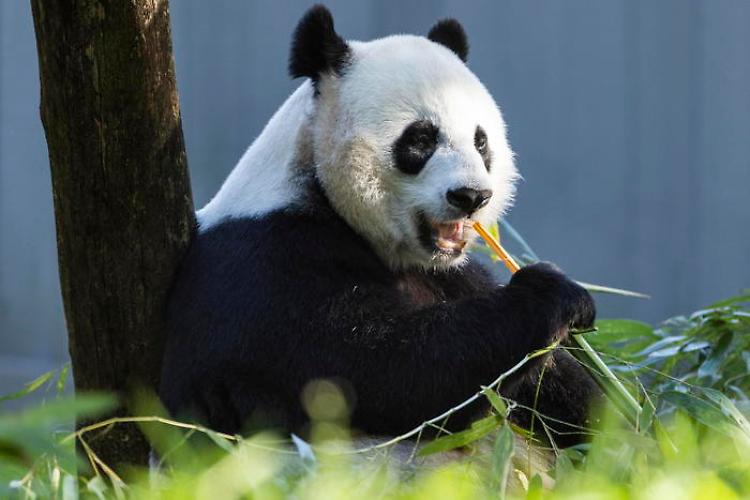 'Il panda è salvo', per la Cina non è più in estinzione