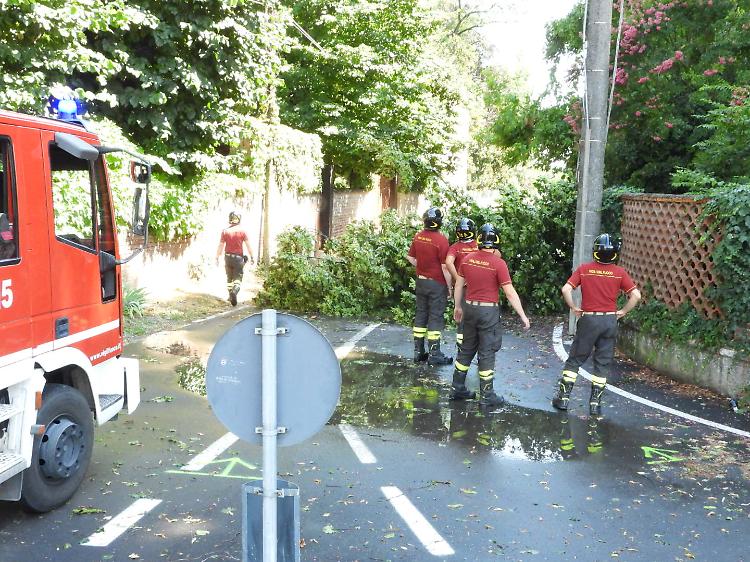 Dieci minuti di grandine e vento forte, pianta cade sulla strada