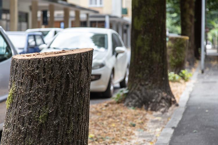 Piante tagliate nel quartiere Po, Fratelli d'Italia all'attacco
