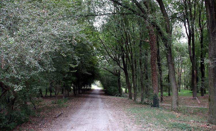 Il Tunnel degli olmi ripulito dopo il nubifragio