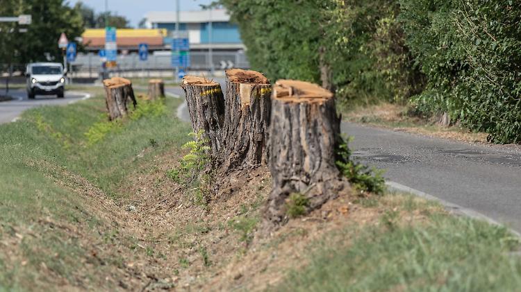 Piante da tagliare, ecco lo studio: falcidie in via Serio e via Fulcheria