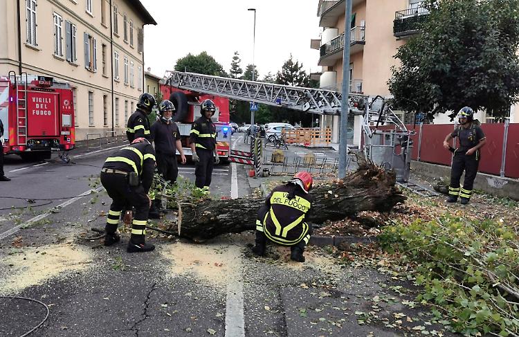 Albero caduto