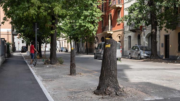 Ripiantumazioni e Osservatorio del verde: il decalogo del centro-destra