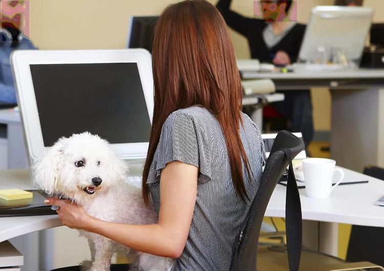 In ufficio con l'amico a quattro zampe, a Crema ora si può