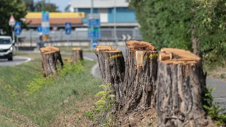 Piante tagliate, il nuovo studio  di Aem scatena la polemica ecologista