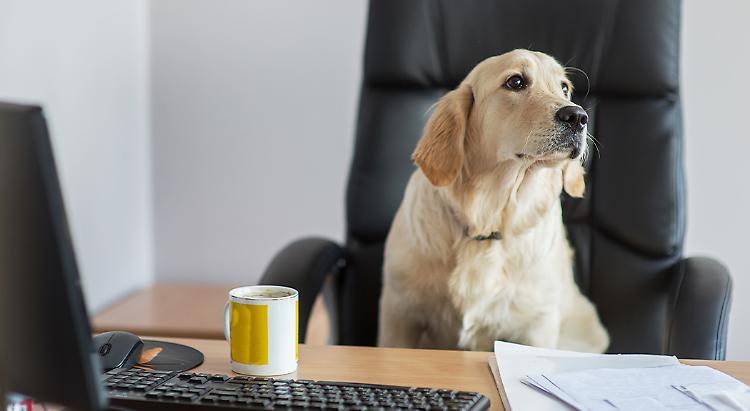 Cane in ufficio, ma i padroni li hanno lasciati a casa