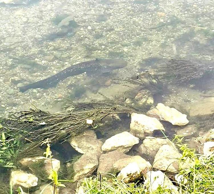 Ecosistema del naviglio di Soncino minacciato dall'arrivo dei siluri
