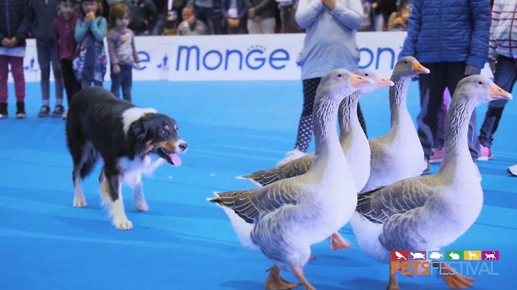 L'amore per gli animali, Petsfestival 2021 da grandi numeri