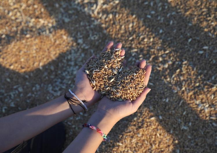 Grano, Confagricoltura: «Prezzi in crescita, rafforzare le filiere pasta e farine»