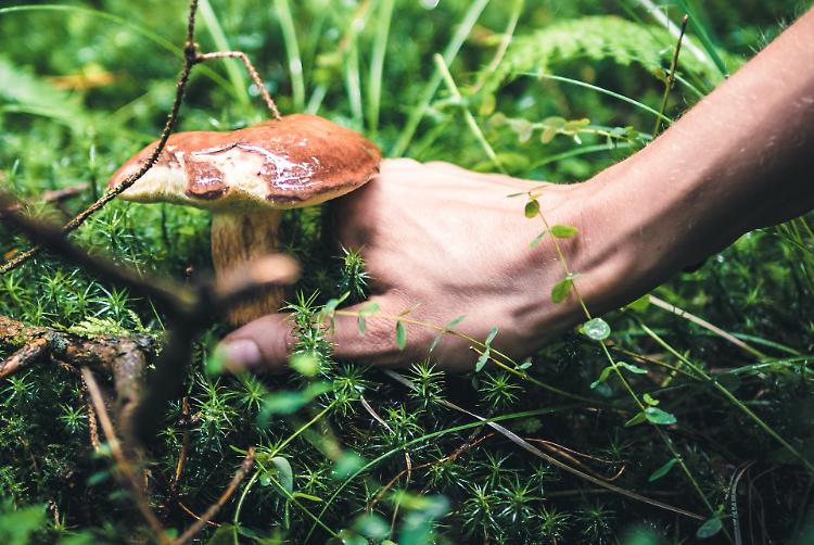 L'allarme: «Con un autunno così caldo sempre più funghi mortali»