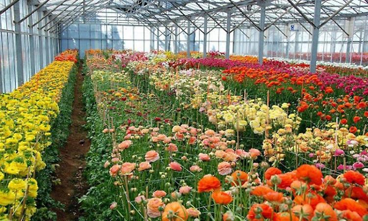Confagricoltura: per Ognissanti comprate fiori italiani