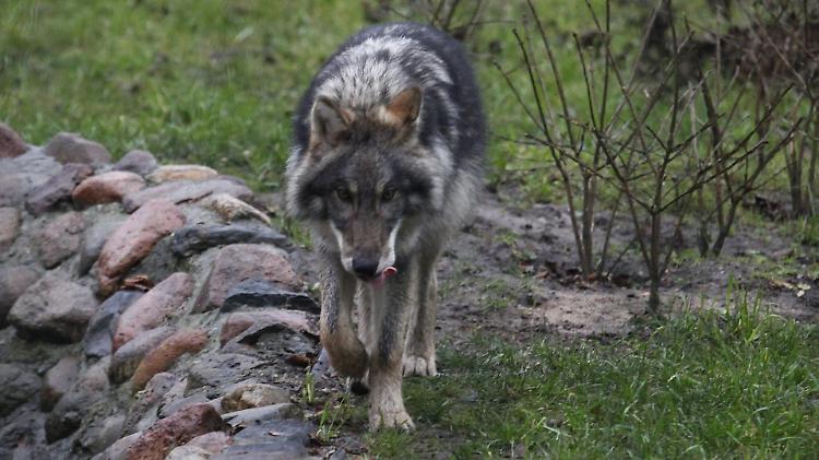 Capre e vitelli sbranati: scatta l'allarme lupi