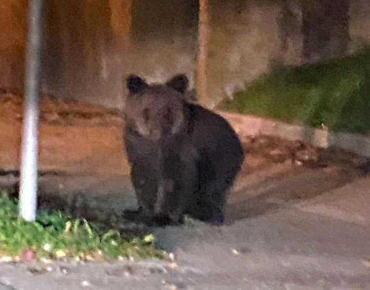 Cucciolo di orso in strada a Gorizia, affidato a Forestale