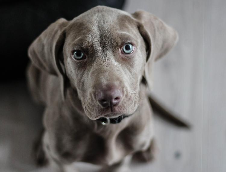 Vendita fasulla di un cane online, denunciata 20enne di Messina