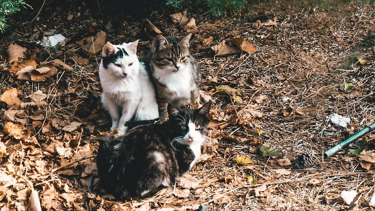 Palline al veleno per uccidere i gatti
