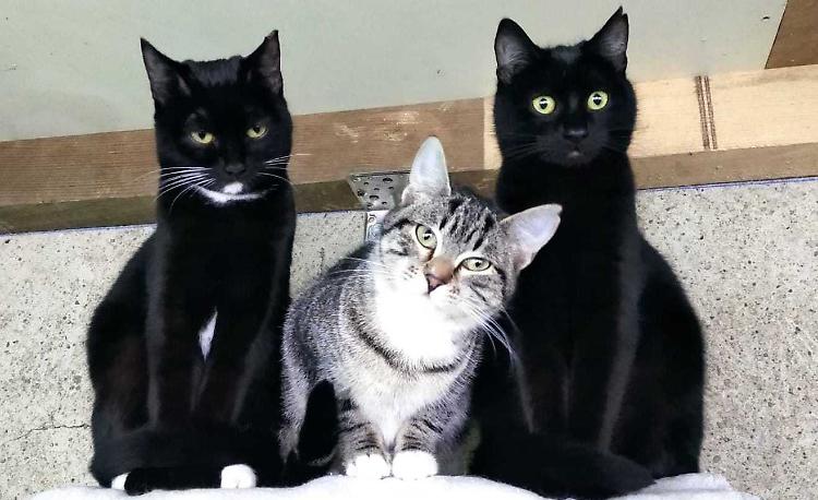 Gatti al sicuro, sconfitto il virus: riaperta l'oasi felina