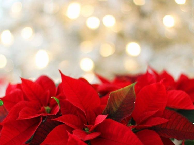 Natale, Confagricoltura: cresce la richiesta di alberi veri
