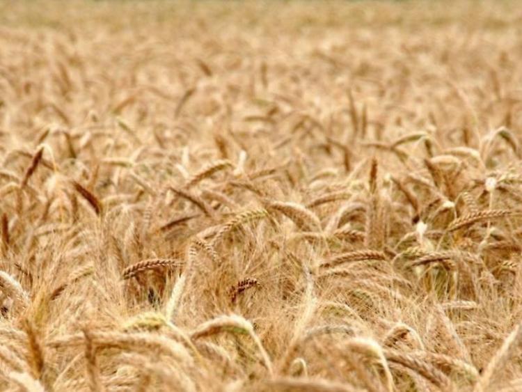 I tagli alle esportazioni di grano dalla Russia senza conseguenze per l'Ue