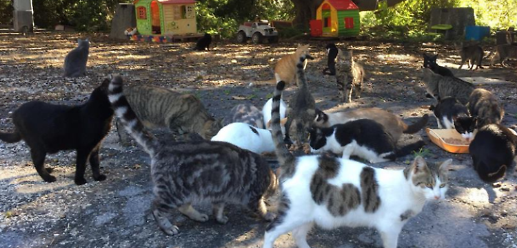 Gattile: «Abbiamo troppi mici. Non adottate solo i cuccioli»
