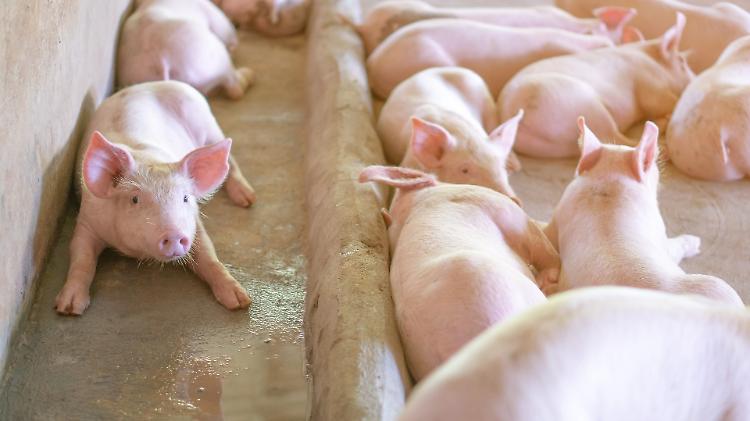 Peste suina, Confagricoltura: "Salvaguardare allevamenti e filiera"