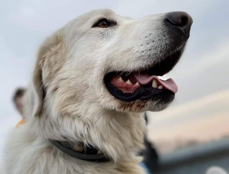 Polpette killer, «Il mio cane è stato ucciso dal veleno»