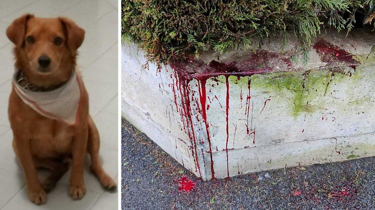 Meticcio azzannato da un bull terrier: "Scena sconvolgente"