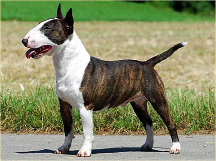 Codacons:  "Serve il patentino per i padroni di cani di razze pericolose"
