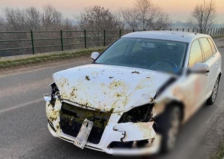 Con l'auto fa strage di pecore: una quindicina gli ovini rimasti sull'asfalto