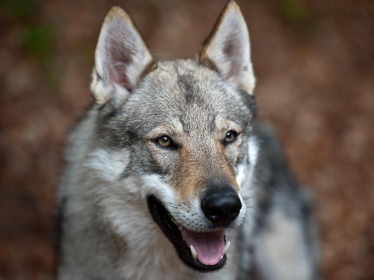 Cane sfugge al padrone e azzanna l'orecchio di un bimbo