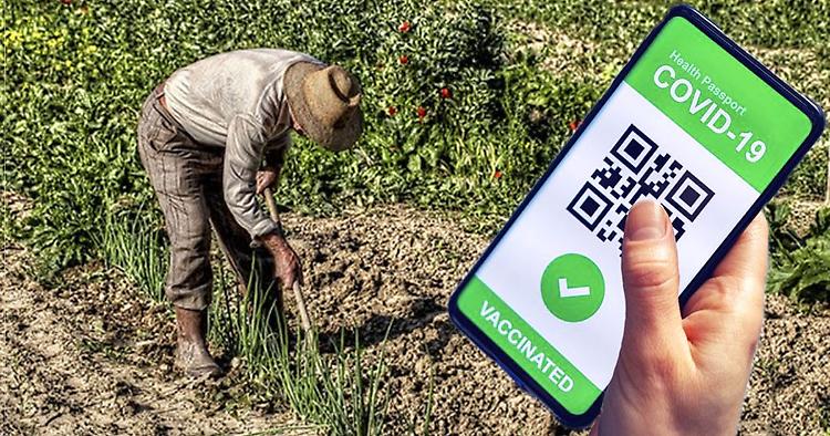 Green pass rafforzato: Confagricoltura, irrisolto il nodo dei vaccini Extra-Ue