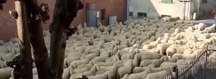 Transumanza, le pecore invadono il centro del paese