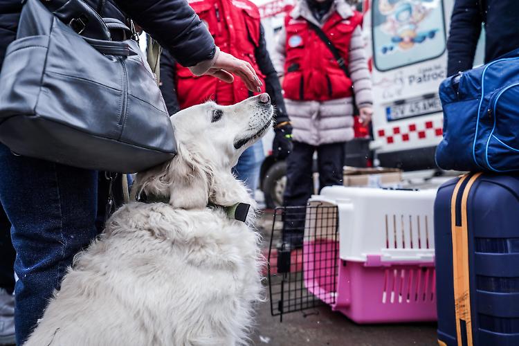 Ucraina, assistenza agli animali dei profughi