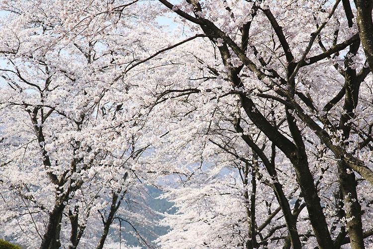 Pic nic di Pasquetta nel frutteto tra i ciliegi in fiore 