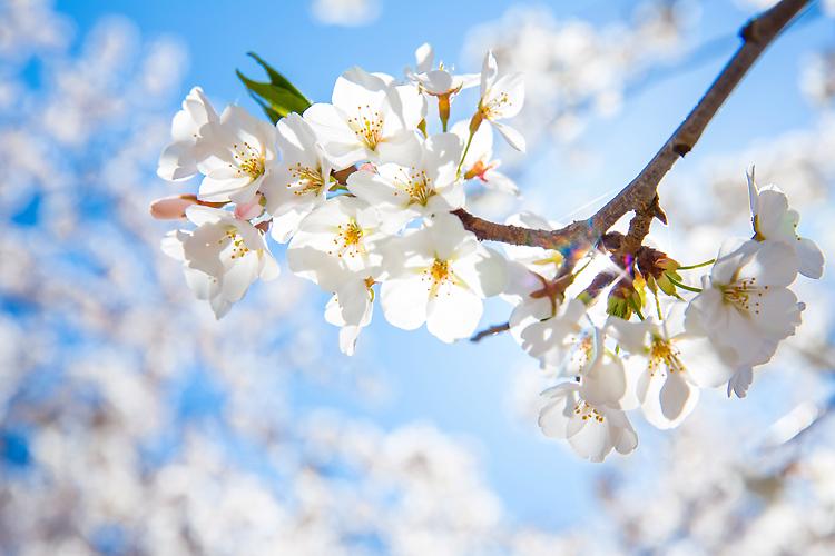Tradizionale Festa dei Ciliegi in Fiore
