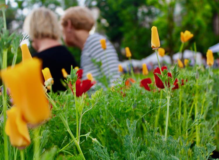 La città torna a fiorire con Le Invasioni Botaniche