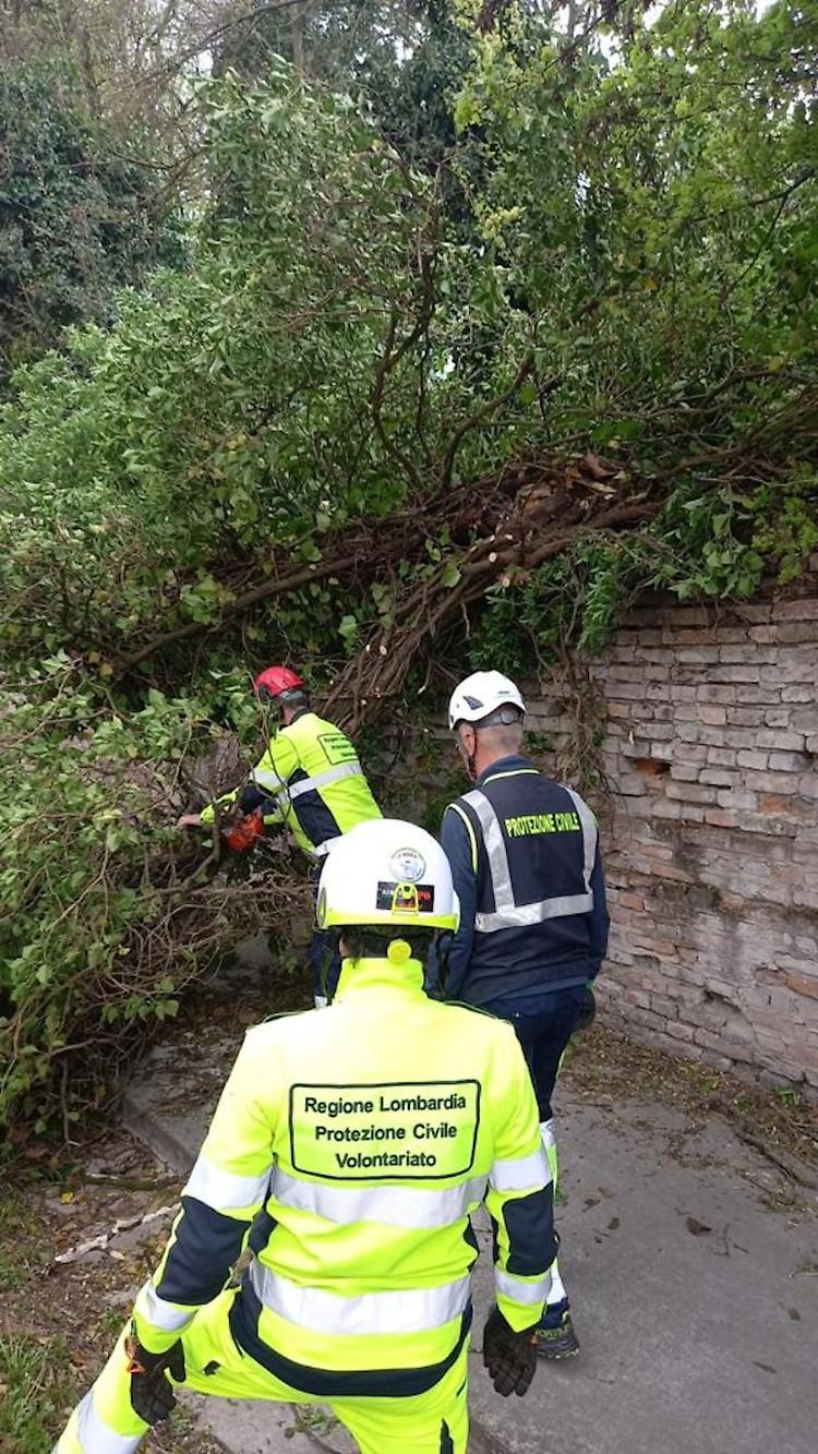 Cade albero e invade l'Asolana: Protezione civile in azione