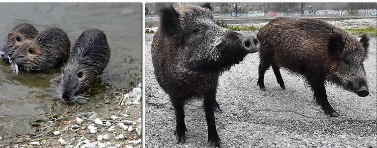«Taglia sulle nutrie e censimento dei cinghiali»
