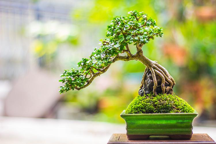 Japan Show: I° Salone dedicato alla Cultura Giapponese