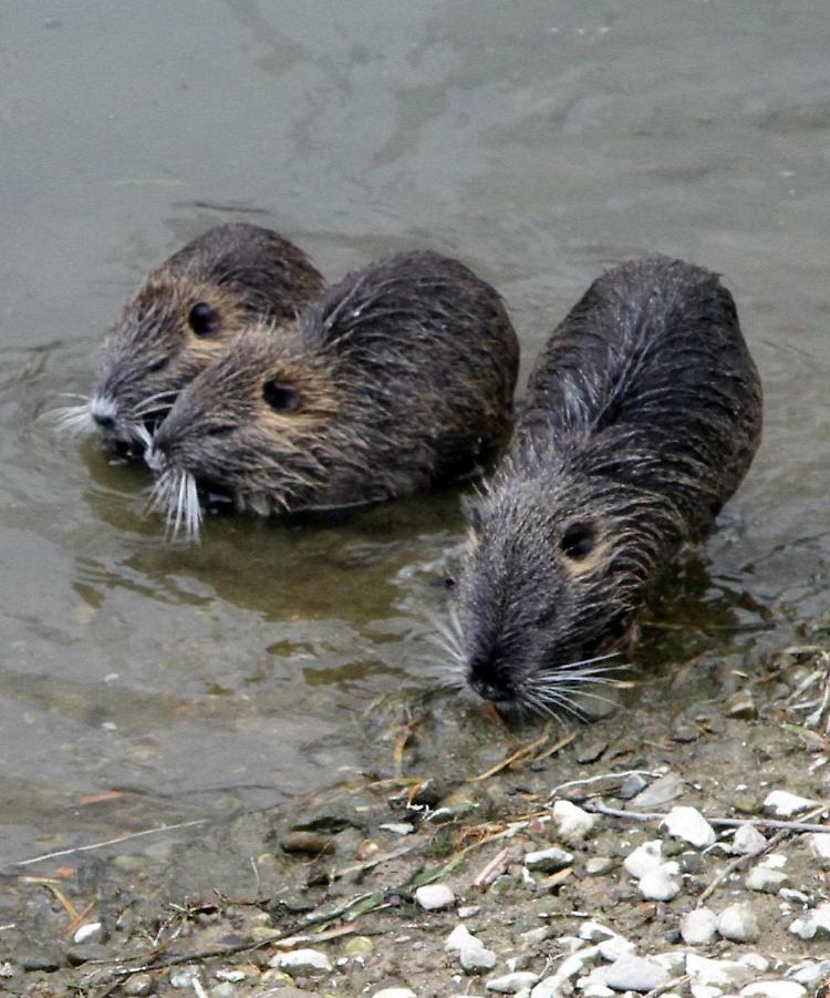 Nutrie: addio doppiette, largo alla sterilizzazione
