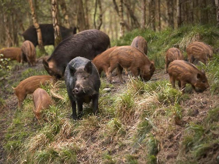 Fauna selvatica:  collaborazione tra Confagricoltura ed Ente Produttori Selvaggina