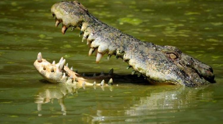 Australia: azzannato da coccodrillo, si libera lottando