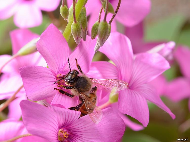 Giornata mondiale delle api, Cirone: intensificare collaborazione tra apicoltori e agricoltori