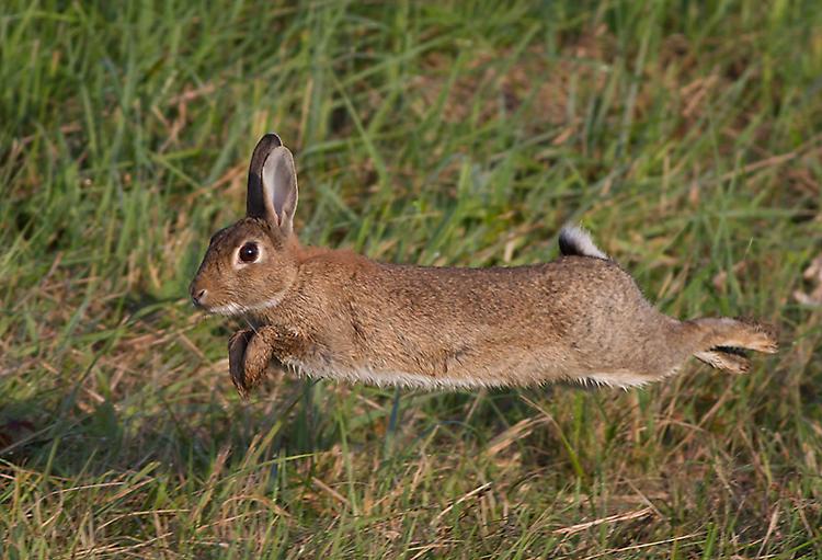 Alla scoperta della fauna selvatica nel parco di Villa Medici