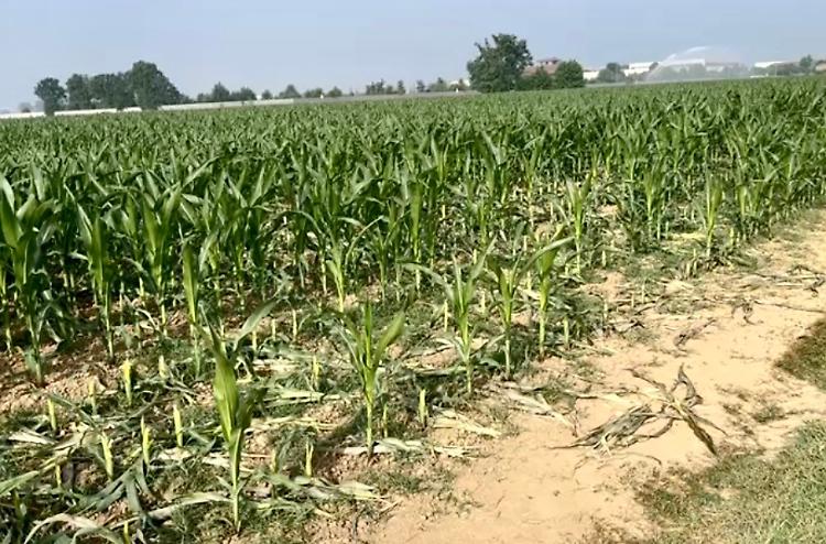 Nutrie, un flagello: «Campi devastati, intervenire subito»