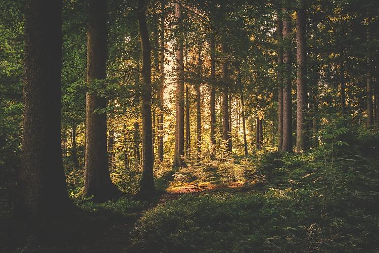 Foreste, Confagricoltura: "Puntare su bioeconomia e biomasse"