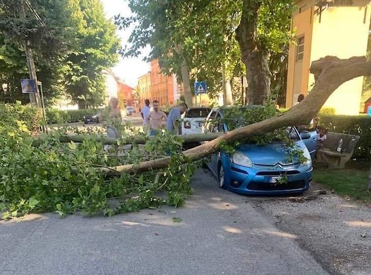 Ramo cade su un'auto, conducente salva per un pelo