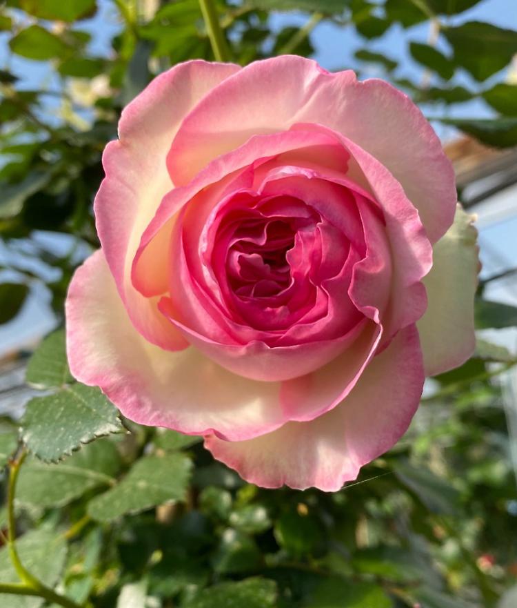 Fiori dipinti. 30 dipinti in mostra a Crema