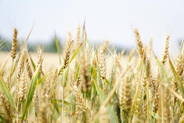 Siccità, Confagricoltura: "Prevista una riduzione dei cereali tra il 15 e il 20%"