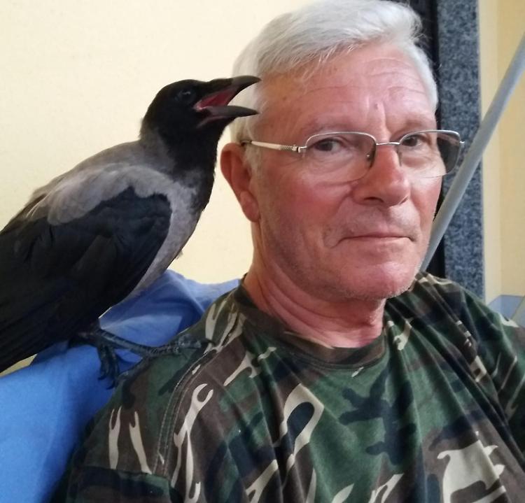 Checco, il corvo salvato è diventato la mascotte di via Giuseppe Aragona