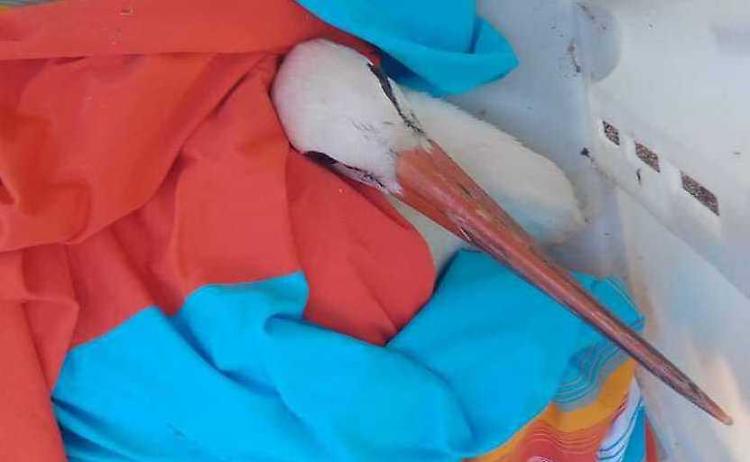 Cicogna in «ospedale», ipotesi inquietante: veleno?